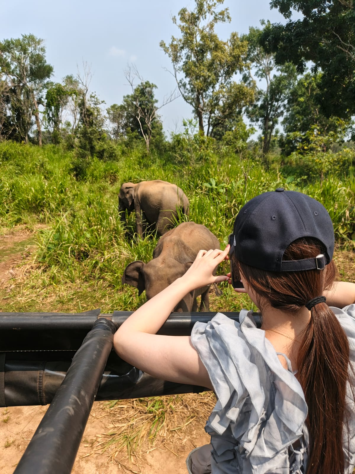 Elephants at Minneriya Tank