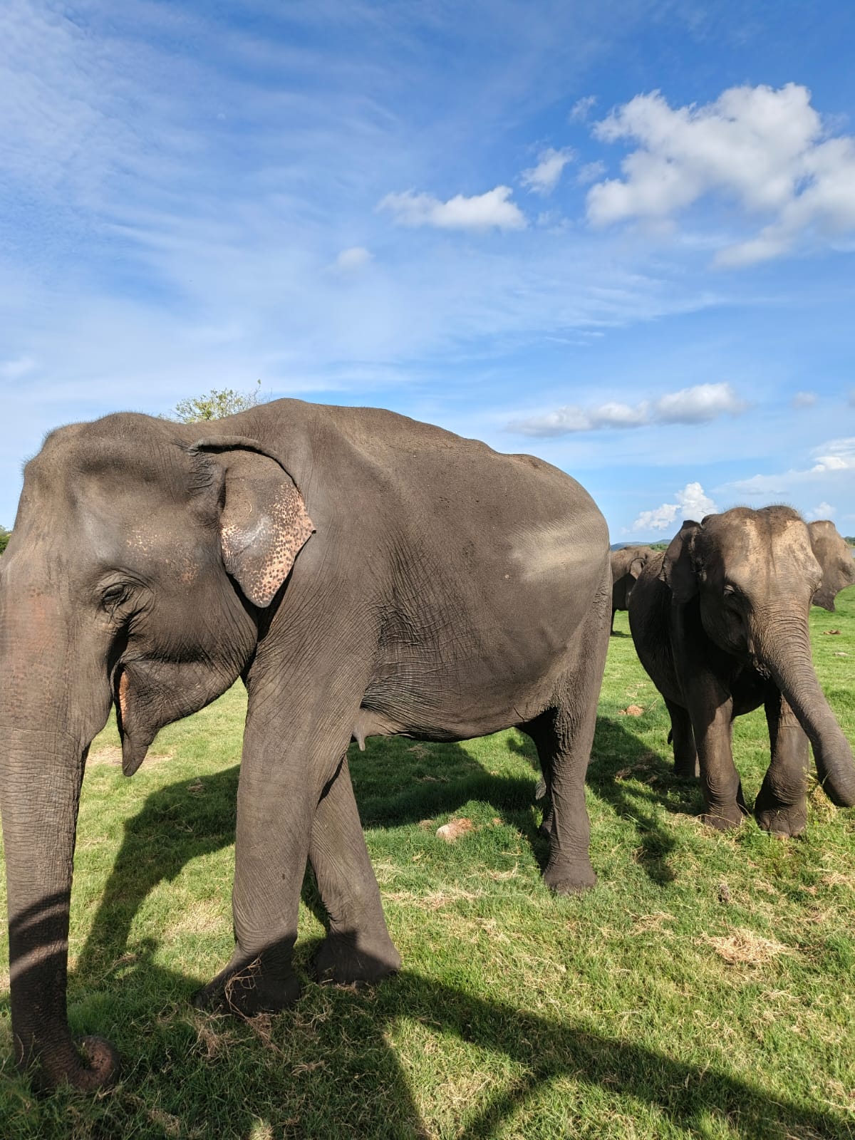 Close-up Wild Elephant Pair