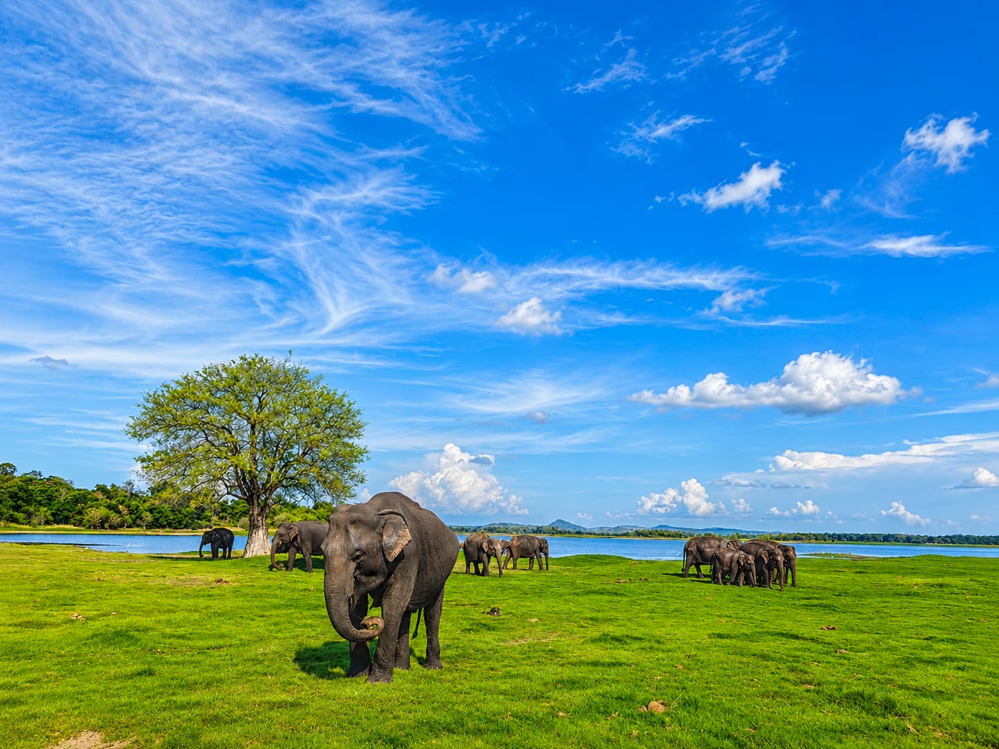 The World-Famous Elephant Gathering