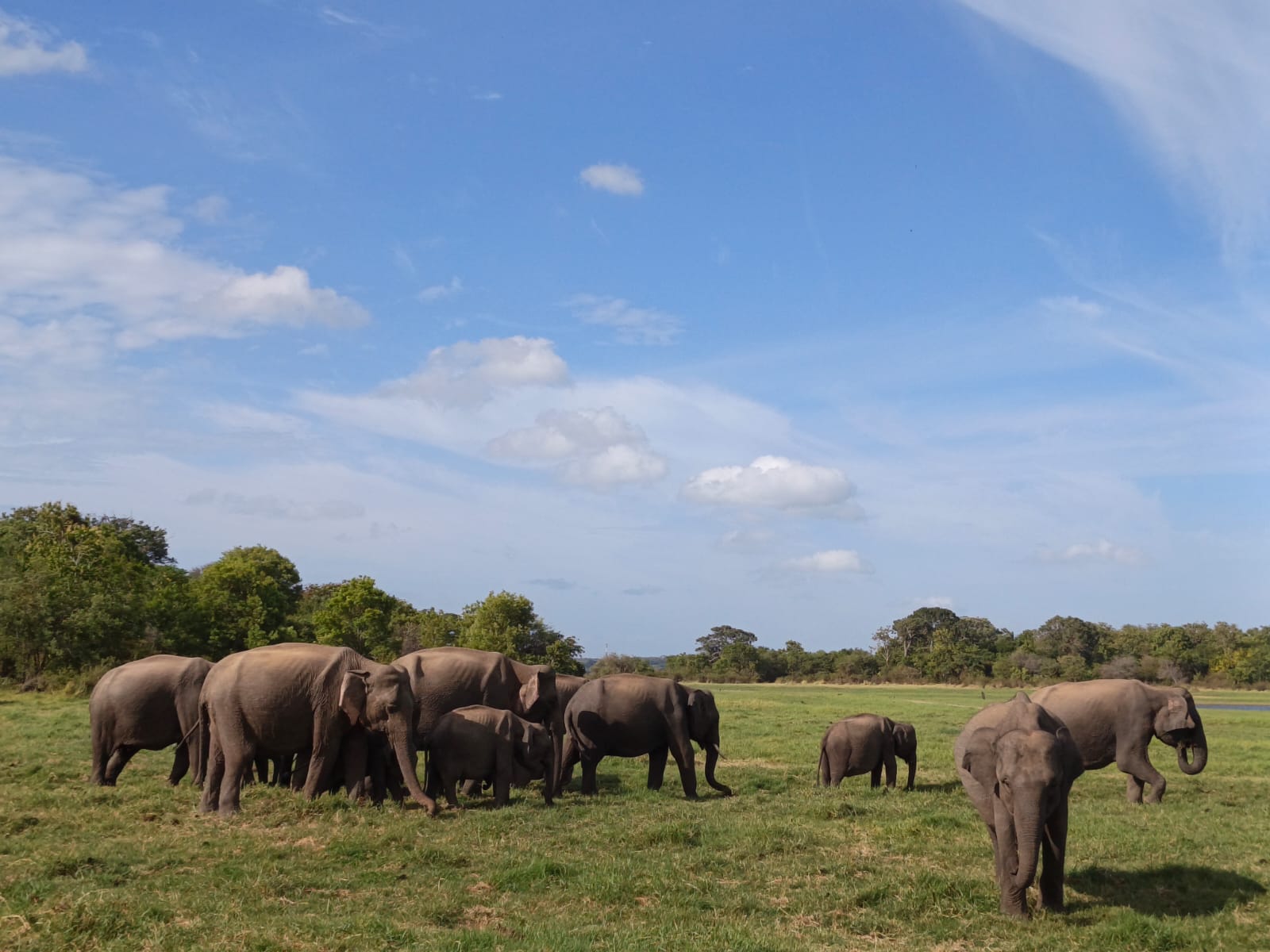 1. Elephant Safari