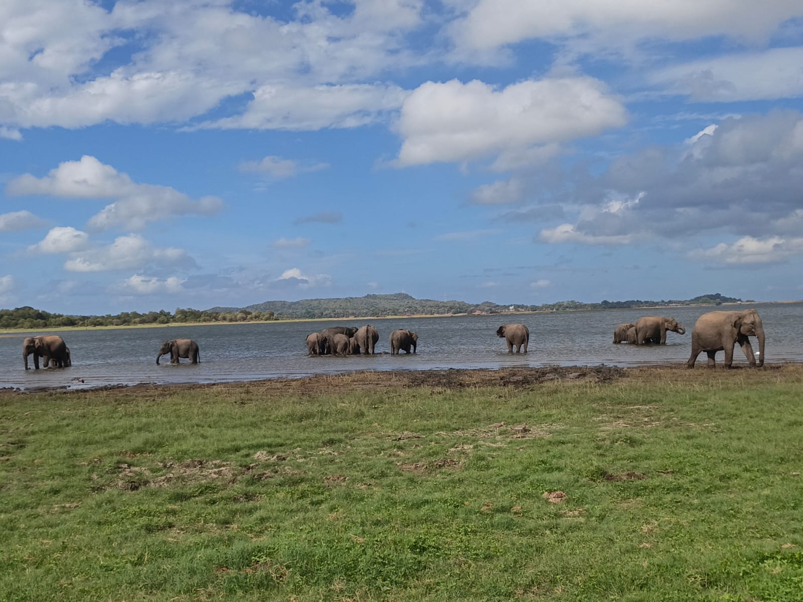 2. Elephant Safari Plus